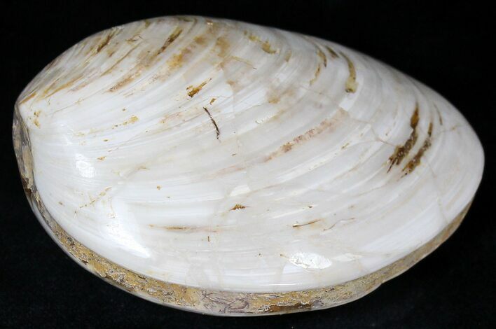 Wide Polished Fossil Clam - Jurassic #21768